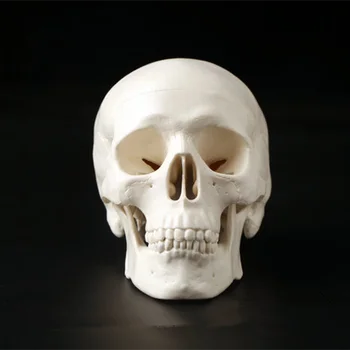 1Pc Mini Kaukolė Žmogaus Anatomijos Anatomija Galvos Medicininis Modelis, Patogus 92x99x71mm